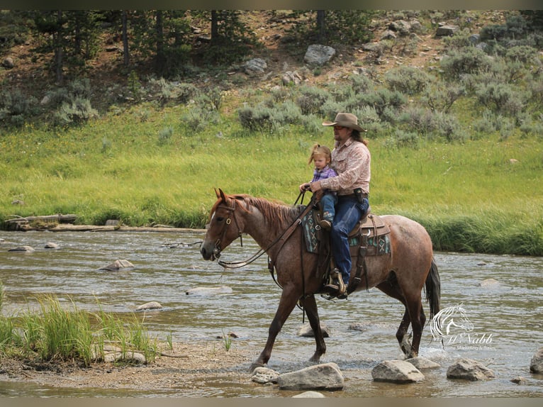 American Quarter Horse Ruin 5 Jaar Roan-Red in Cody