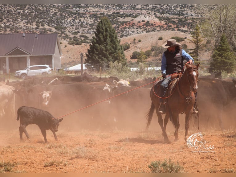 American Quarter Horse Ruin 5 Jaar Roan-Red in Cody