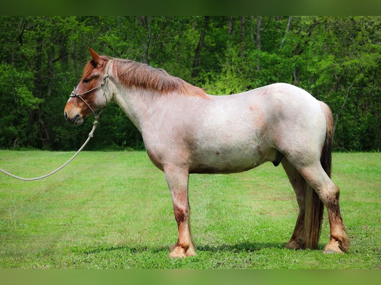 American Quarter Horse Ruin 5 Jaar Roan-Red in Russellville, OH