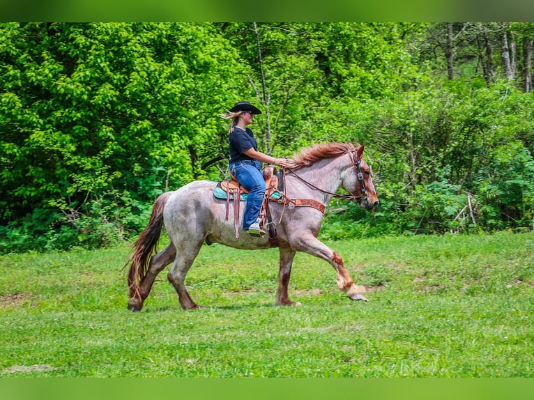 American Quarter Horse Ruin 5 Jaar Roan-Red in Russellville, OH