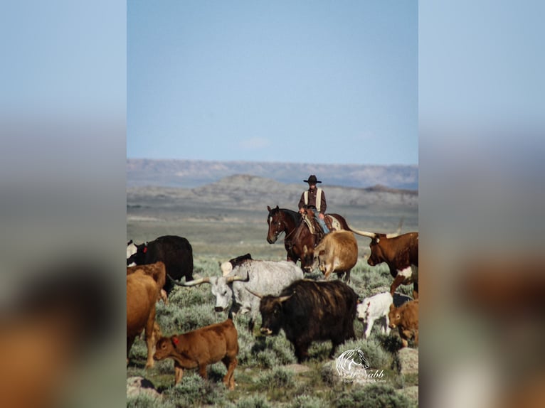American Quarter Horse Ruin 5 Jaar Roodbruin in Cody