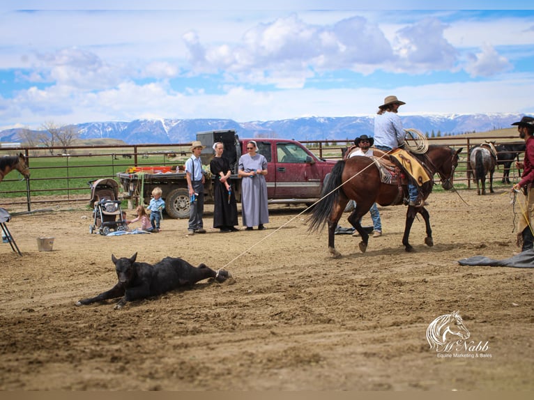 American Quarter Horse Ruin 5 Jaar Roodbruin in Cody