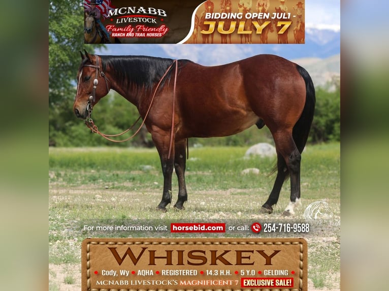 American Quarter Horse Ruin 5 Jaar Roodbruin in Cody