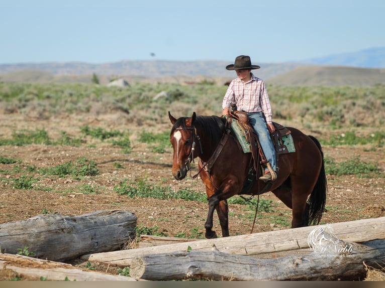 American Quarter Horse Ruin 5 Jaar Roodbruin in Cody
