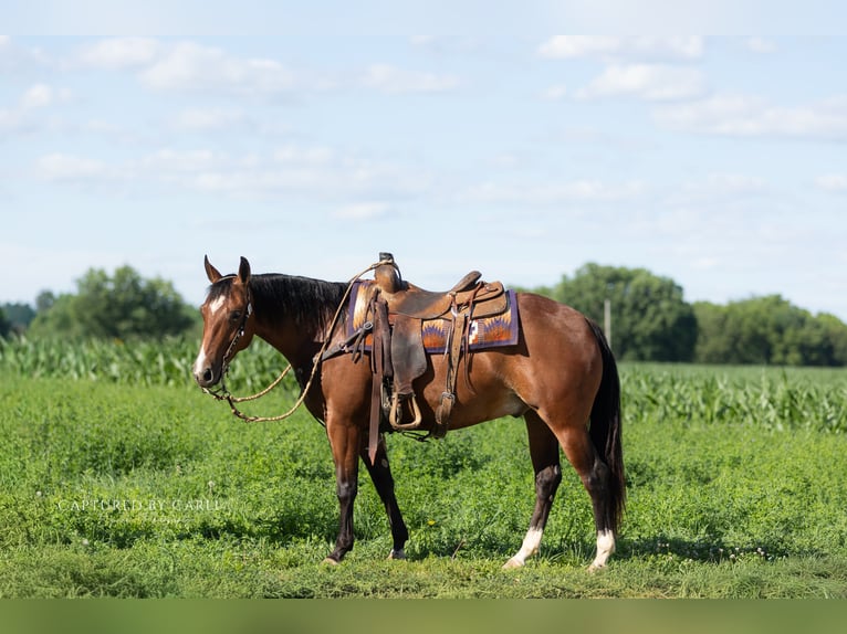 American Quarter Horse Ruin 5 Jaar Roodbruin in Lewistown