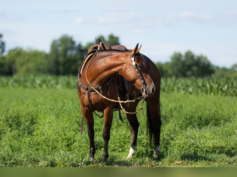 American Quarter Horse Ruin 5 Jaar Roodbruin in Lewistown