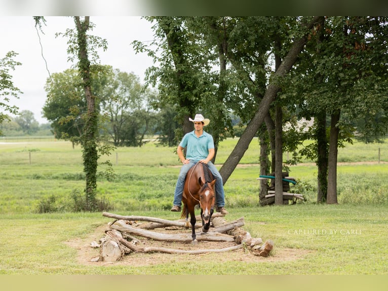 American Quarter Horse Ruin 5 Jaar Roodbruin in Lewistown