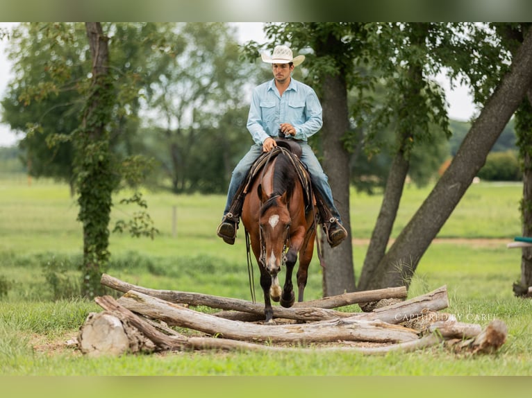 American Quarter Horse Ruin 5 Jaar Roodbruin in Lewistown