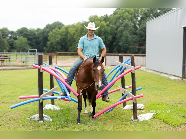 American Quarter Horse Ruin 5 Jaar Roodbruin in Lewistown