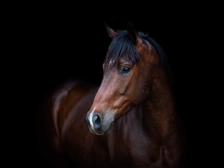 American Quarter Horse Ruin 5 Jaar Roodbruin in Wetherford TX