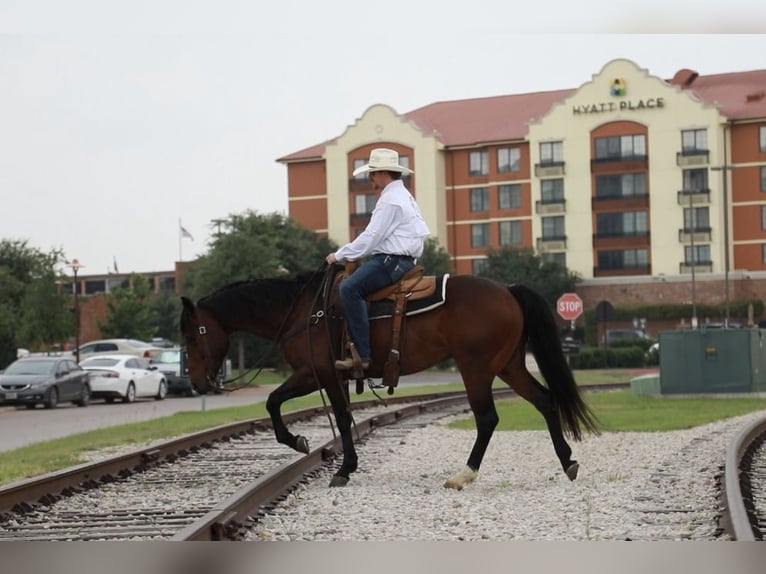 American Quarter Horse Ruin 5 Jaar Roodbruin in Wetherford TX