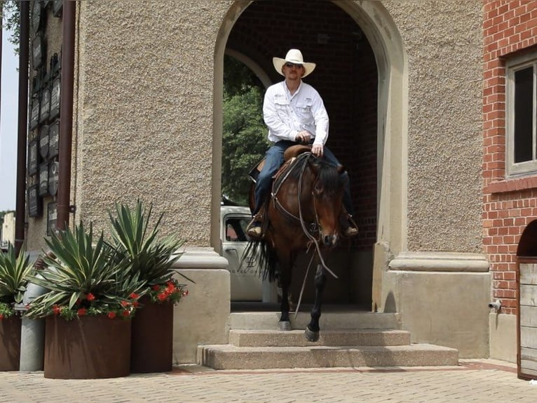 American Quarter Horse Ruin 5 Jaar Roodbruin in Wetherford TX