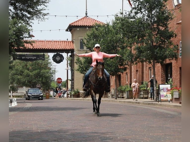 American Quarter Horse Ruin 5 Jaar Roodbruin in Wetherford TX