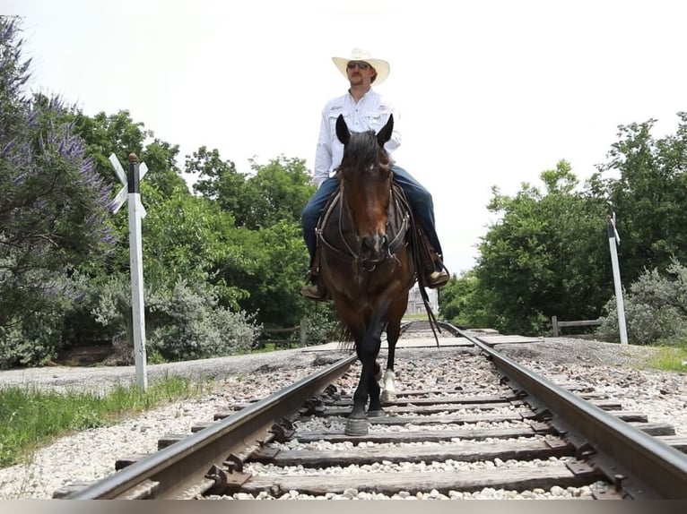 American Quarter Horse Ruin 5 Jaar Roodbruin in Wetherford TX