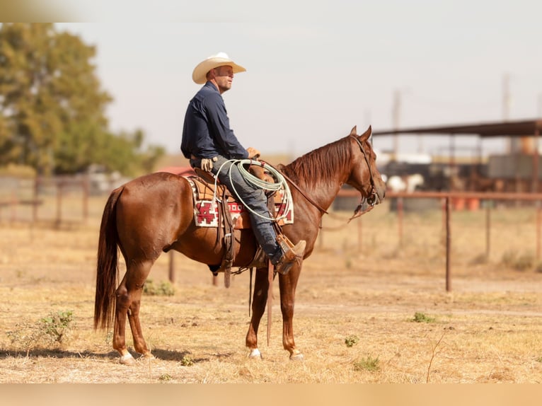 American Quarter Horse Ruin 5 Jaar Roodvos in Ryan