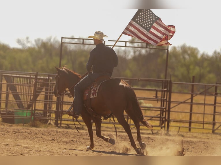American Quarter Horse Ruin 5 Jaar Roodvos in Ryan