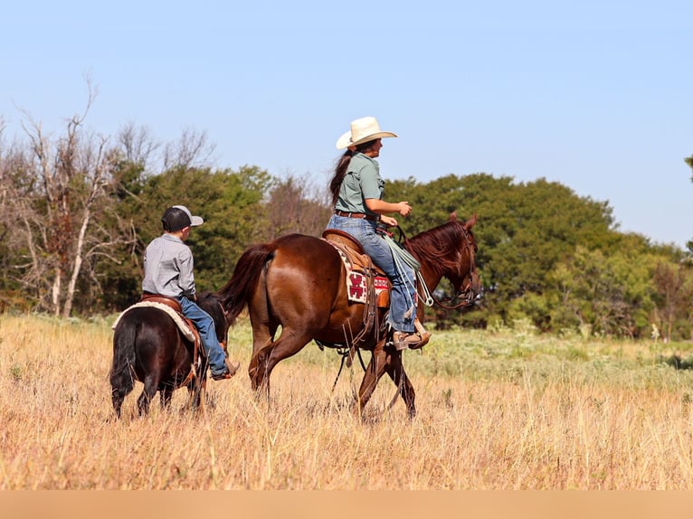 American Quarter Horse Ruin 5 Jaar Roodvos in Ryan