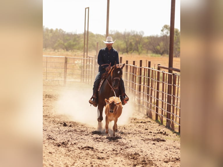 American Quarter Horse Ruin 5 Jaar Roodvos in Ryan