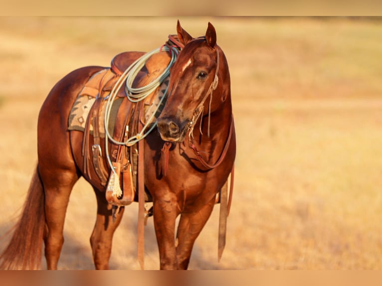 American Quarter Horse Ruin 5 Jaar Roodvos in Ryan