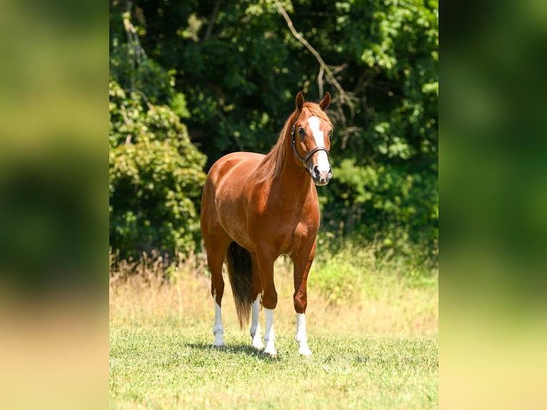 American Quarter Horse Ruin 5 Jaar Roodvos in Grantville