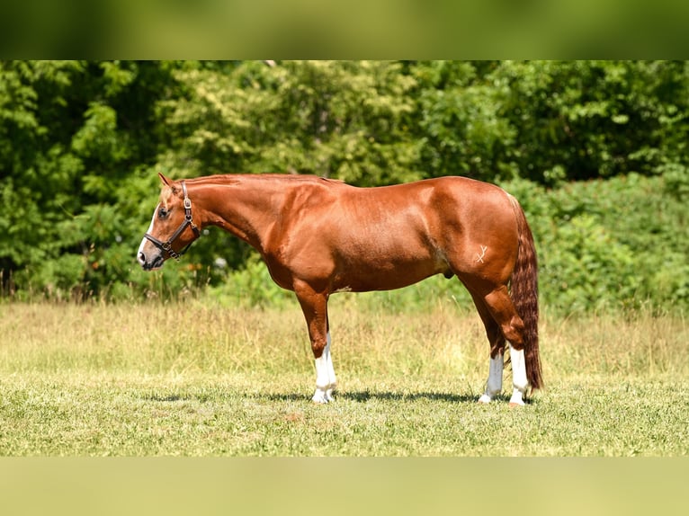 American Quarter Horse Ruin 5 Jaar Roodvos in Grantville