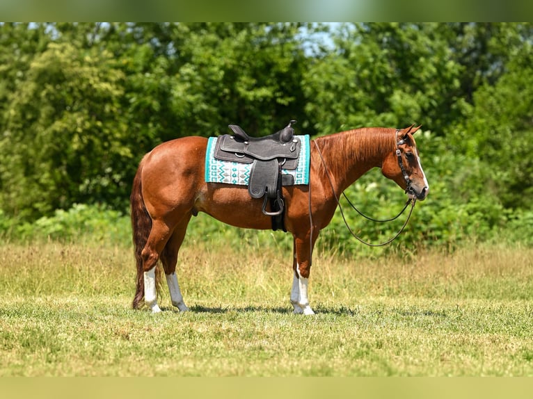 American Quarter Horse Ruin 5 Jaar Roodvos in Grantville