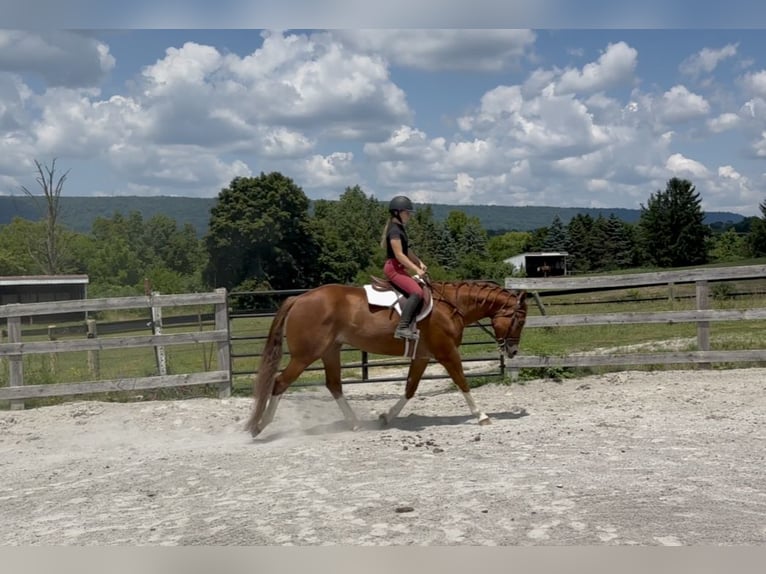 American Quarter Horse Ruin 5 Jaar Roodvos in Grantville