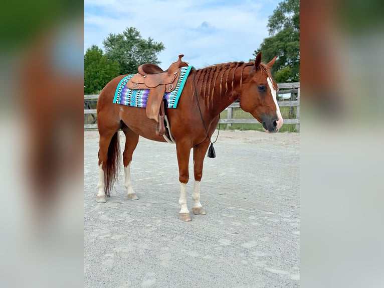 American Quarter Horse Ruin 5 Jaar Roodvos in Grantville