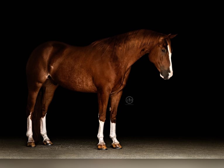 American Quarter Horse Ruin 5 Jaar Roodvos in Grantville