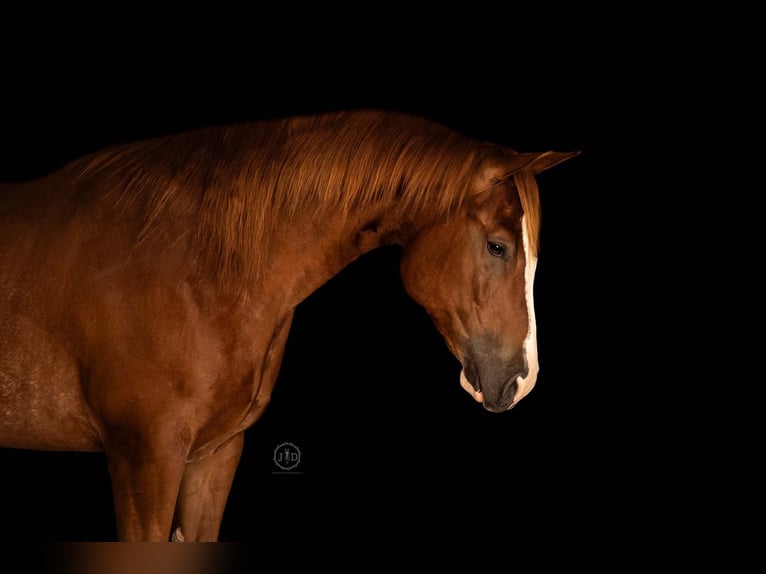 American Quarter Horse Ruin 5 Jaar Roodvos in Grantville