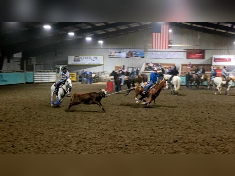 American Quarter Horse Ruin 5 Jaar Roodvos in Grantville