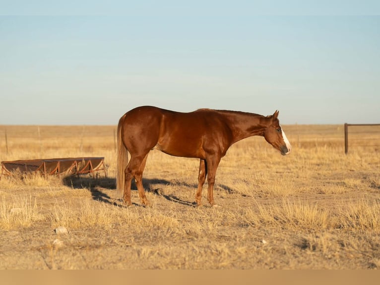 American Quarter Horse Ruin 5 Jaar Roodvos in Canyon
