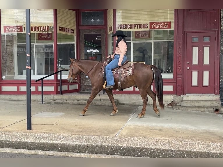 American Quarter Horse Ruin 5 Jaar Roodvos in Henderson