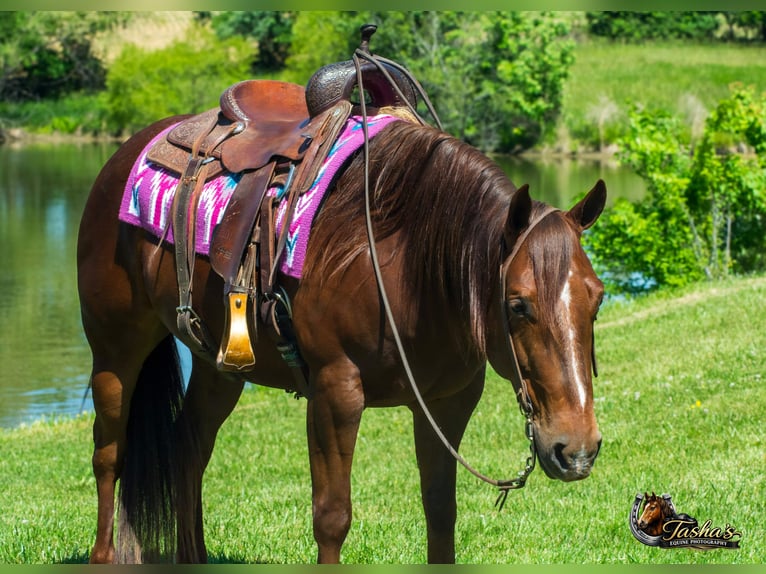 American Quarter Horse Ruin 5 Jaar Roodvos in Henderson