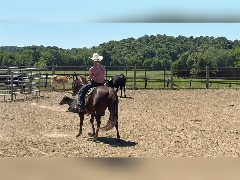 American Quarter Horse Ruin 5 Jaar Roodvos in Henderson