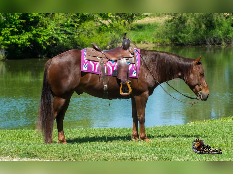 American Quarter Horse Ruin 5 Jaar Roodvos in Henderson