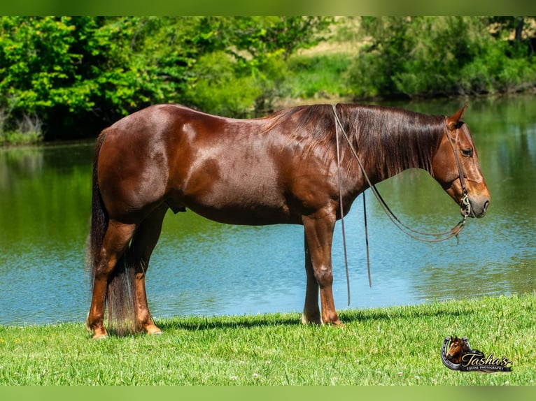 American Quarter Horse Ruin 5 Jaar Roodvos in Henderson