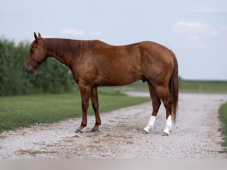 American Quarter Horse Ruin 5 Jaar Roodvos in Joy