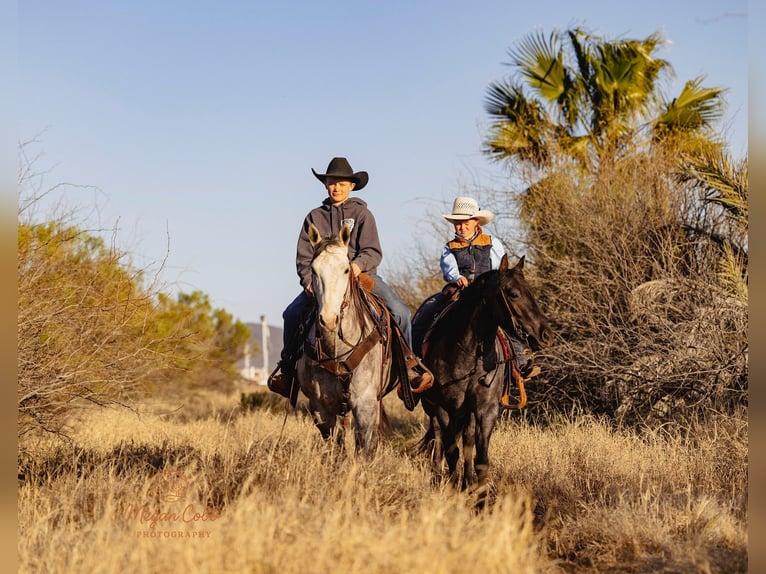 American Quarter Horse Ruin 5 Jaar Schimmel in Wickenburg