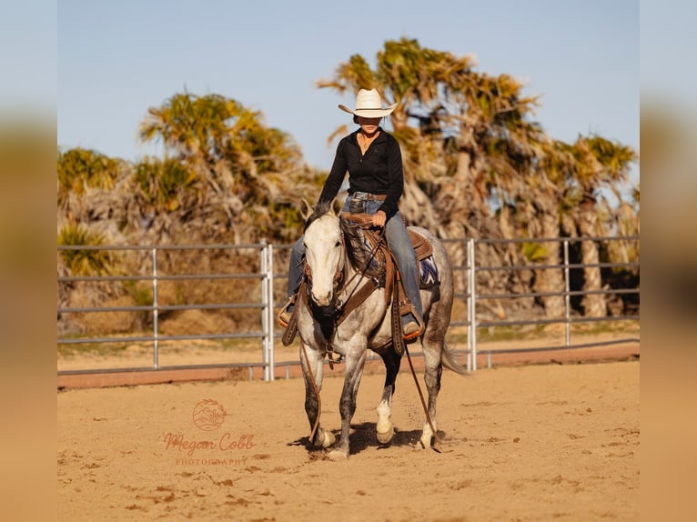 American Quarter Horse Ruin 5 Jaar Schimmel in Wickenburg