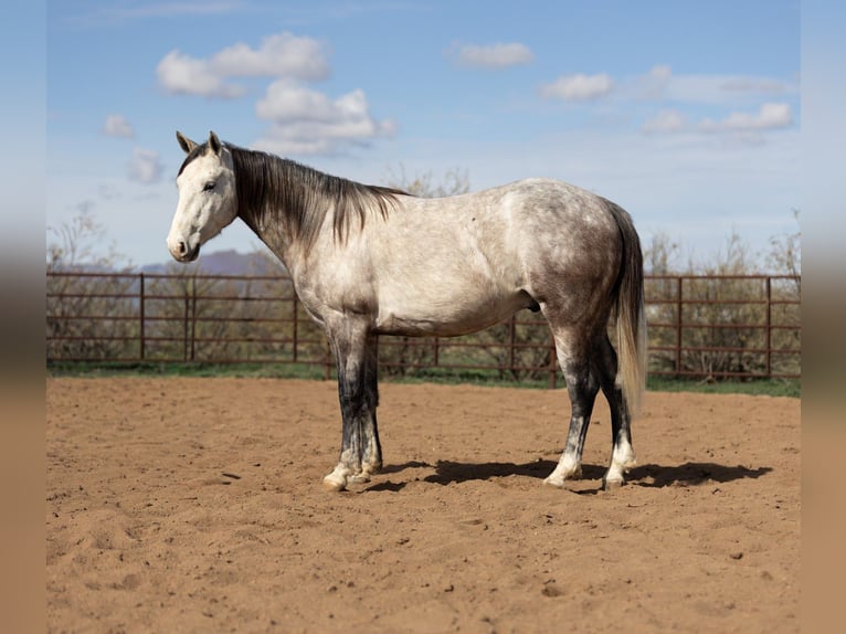 American Quarter Horse Ruin 5 Jaar Schimmel in Wickenburg