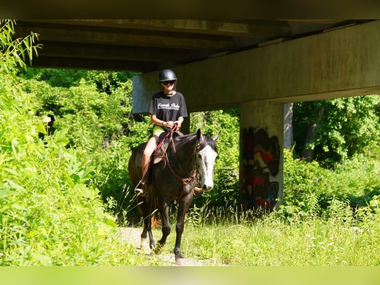 American Quarter Horse Ruin 5 Jaar Schimmel in Clover