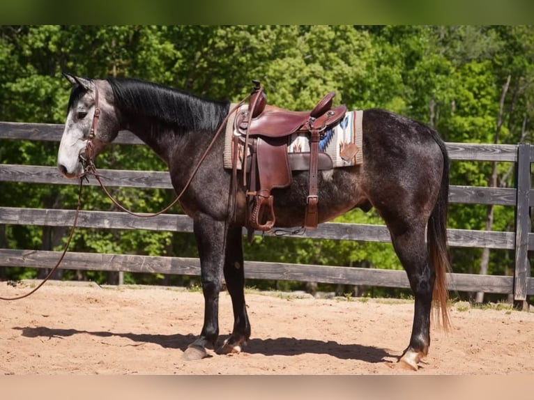 American Quarter Horse Ruin 5 Jaar Schimmel in Clover