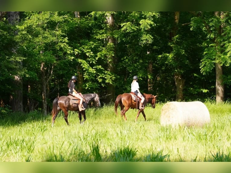 American Quarter Horse Ruin 5 Jaar Schimmel in Clover