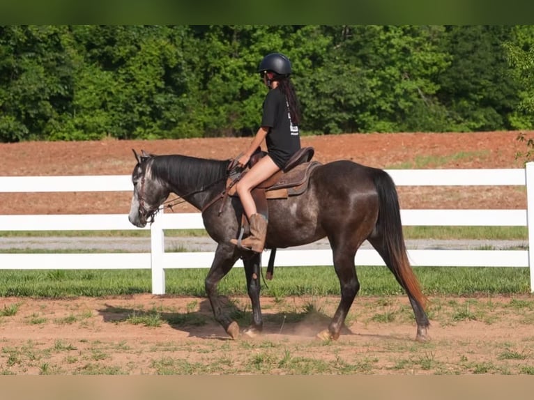 American Quarter Horse Ruin 5 Jaar Schimmel in Clover