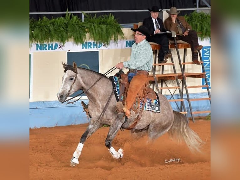 American Quarter Horse Ruin 5 Jaar Schimmel in Buffalo