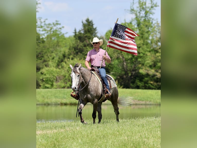 American Quarter Horse Ruin 5 Jaar Schimmel in Buffalo