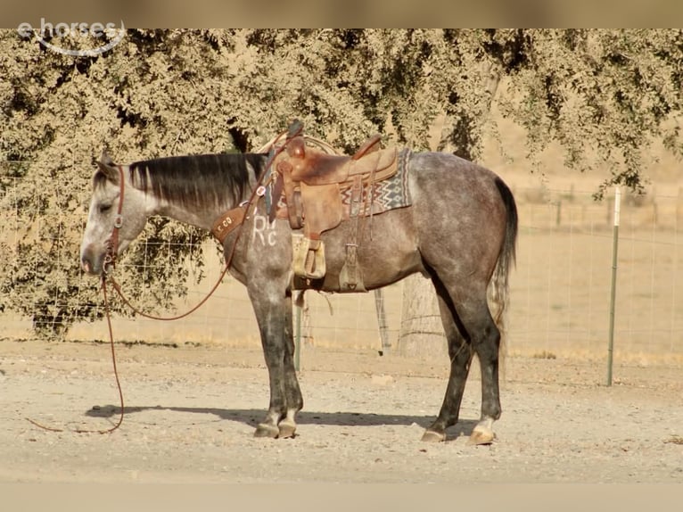 American Quarter Horse Ruin 5 Jaar Schimmel in Tres Pinos