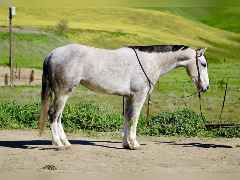 American Quarter Horse Ruin 5 Jaar Schimmel in Tres Pinos