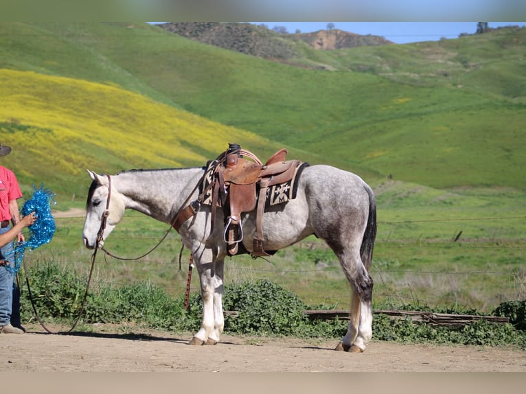 American Quarter Horse Ruin 5 Jaar Schimmel in Tres Pinos